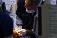 Veterinary Surgery